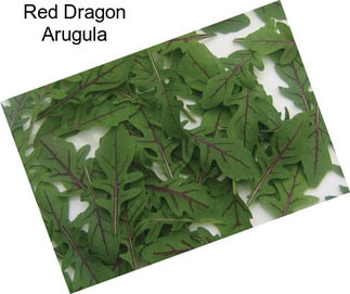 Red Dragon Arugula