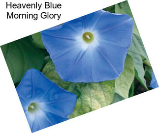 Heavenly Blue Morning Glory