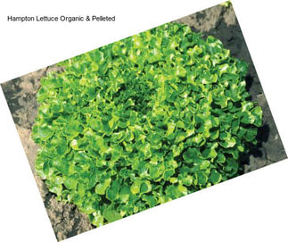 Hampton Lettuce Organic & Pelleted