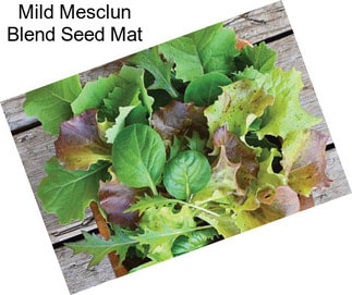 Mild Mesclun Blend Seed Mat