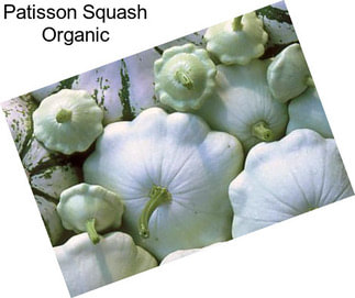 Patisson Squash Organic