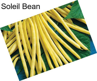 Soleil Bean