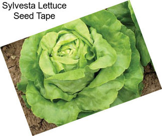 Sylvesta Lettuce Seed Tape