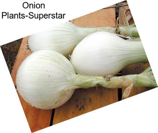 Onion Plants-Superstar