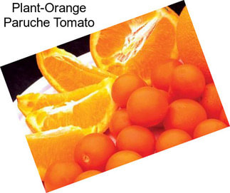 Plant-Orange Paruche Tomato