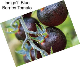 Indigo Blue Berries Tomato