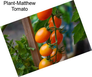 Plant-Matthew Tomato