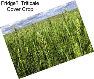 Fridge Triticale Cover Crop