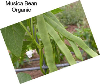 Musica Bean Organic