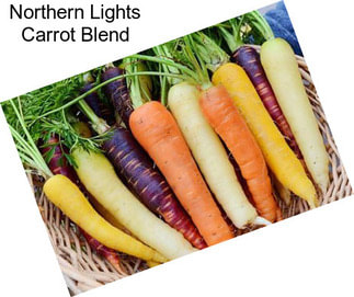 Northern Lights Carrot Blend