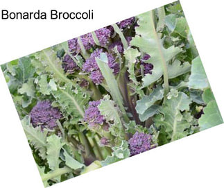 Bonarda Broccoli