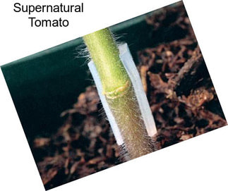 Supernatural Tomato