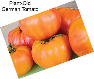 Plant-Old German Tomato