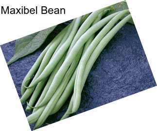 Maxibel Bean