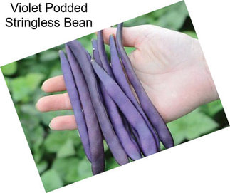 Violet Podded Stringless Bean