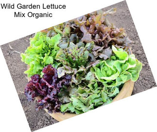 Wild Garden Lettuce Mix Organic