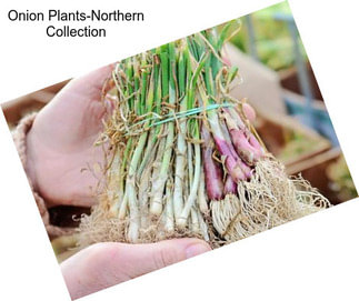 Onion Plants-Northern Collection