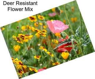 Deer Resistant Flower Mix