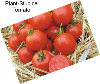 Plant-Stupice Tomato