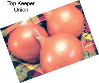 Top Keeper Onion