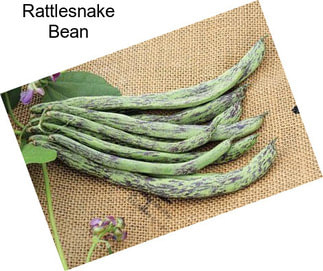 Rattlesnake Bean
