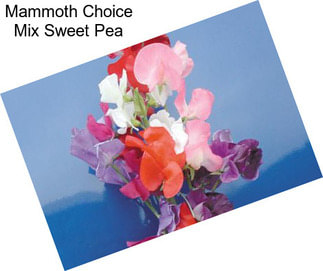 Mammoth Choice Mix Sweet Pea