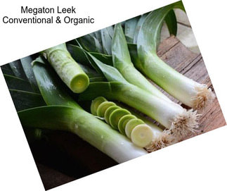 Megaton Leek Conventional & Organic