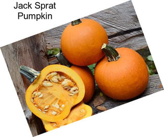 Jack Sprat Pumpkin