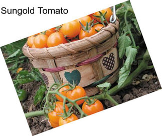 Sungold Tomato