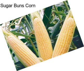 Sugar Buns Corn