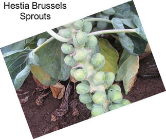 Hestia Brussels Sprouts