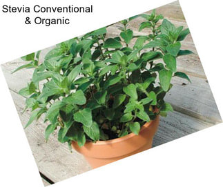 Stevia Conventional & Organic