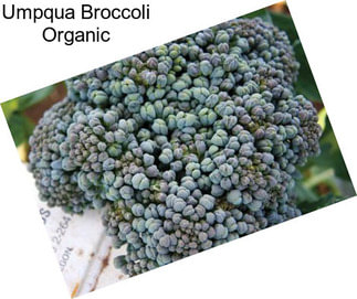 Umpqua Broccoli Organic