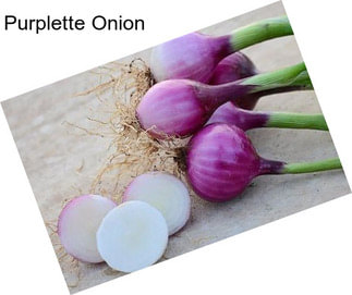 Purplette Onion