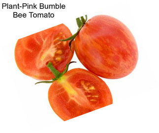 Plant-Pink Bumble Bee Tomato