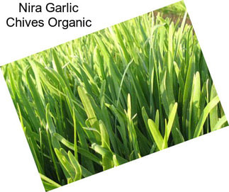 Nira Garlic Chives Organic