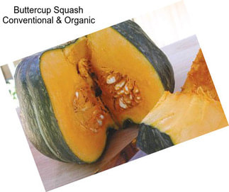 Buttercup Squash Conventional & Organic