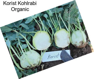 Korist Kohlrabi Organic