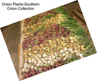 Onion Plants-Southern Onion Collection