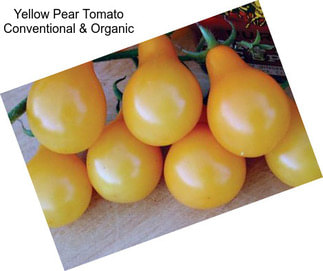 Yellow Pear Tomato Conventional & Organic