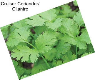 Cruiser Coriander/ Cilantro