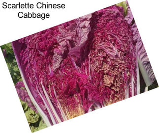 Scarlette Chinese Cabbage