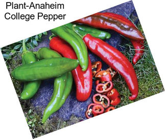 Plant-Anaheim College Pepper