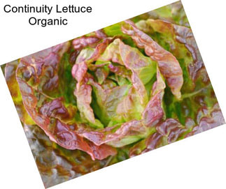 Continuity Lettuce Organic