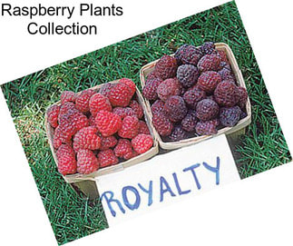 Raspberry Plants Collection