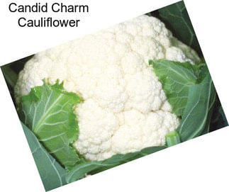 Candid Charm Cauliflower