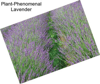 Plant-Phenomenal Lavender