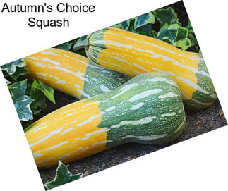 Autumn\'s Choice Squash