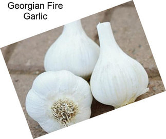 Georgian Fire Garlic