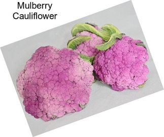 Mulberry Cauliflower